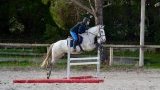 Stages d'équitation