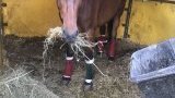 Cours d'équitation