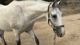 Stages d'équitation