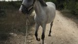 Stages d'équitation